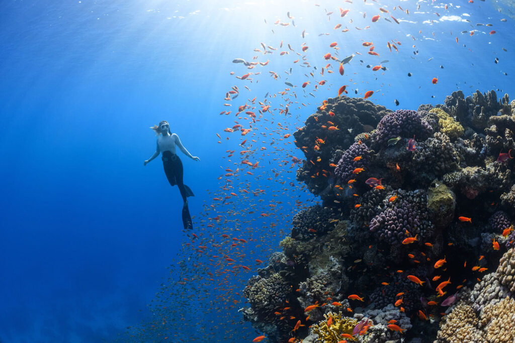 Human diving underwater with corals and fish